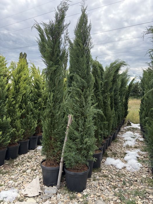 Leylandy chiparosi pentru garduri vii venim întanpinarea clietilor cu o gama larga de plante si copaci decorativi