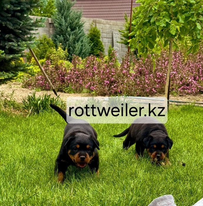В продаже щенки ротвейлера. Ротвейлер.