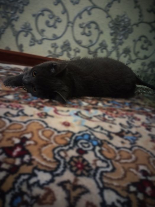 Продаёотся кот британетс