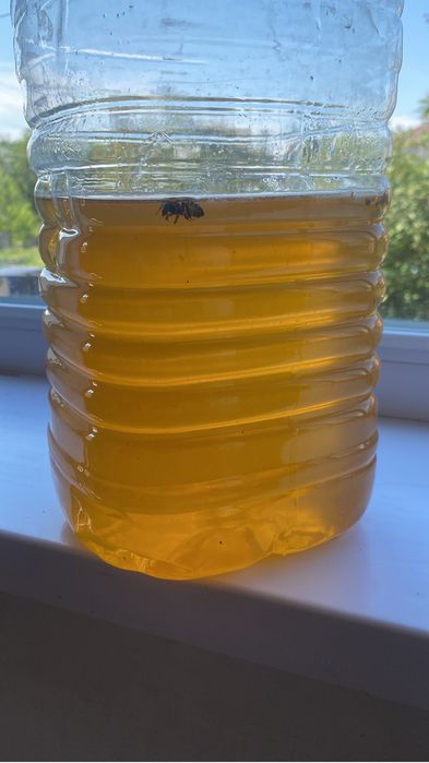 Продам мед с собственной пасеки!