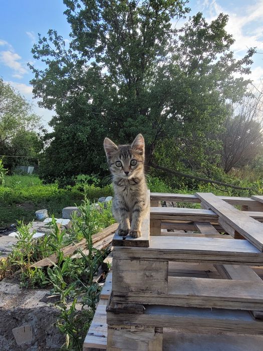Котенок в добрые руки