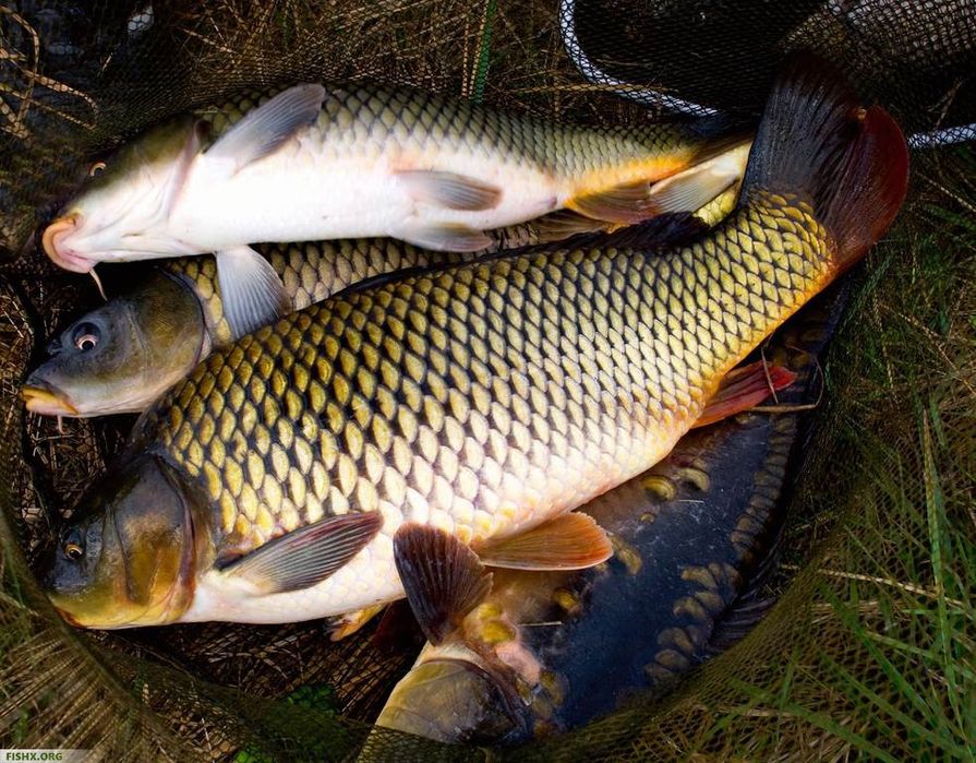 Рыба живая карп сазан.