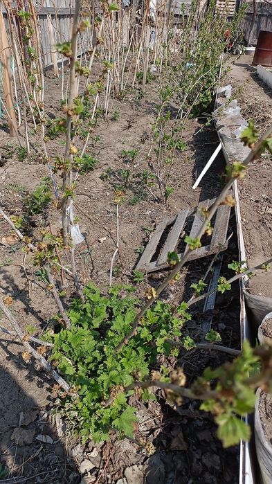 Чёрная смородина 2500 тенге