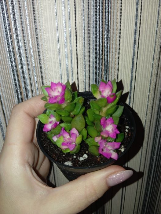 Продам Анакампсерос (суккулент)