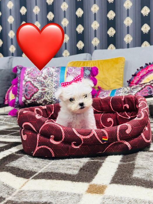 Mascul bichon maltez miny toy