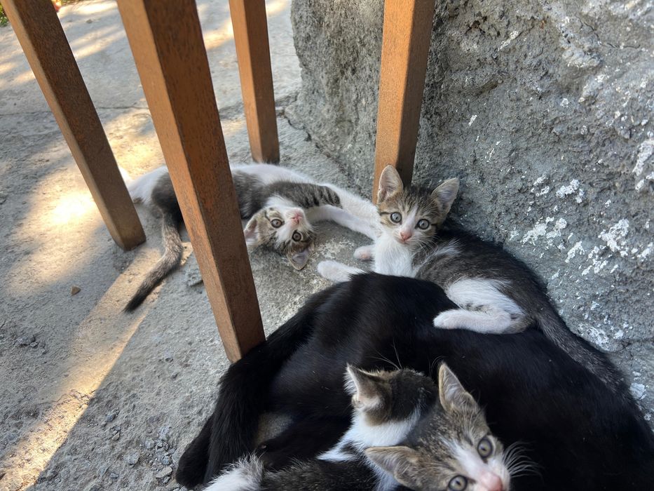 Отдам котят в добрые руки