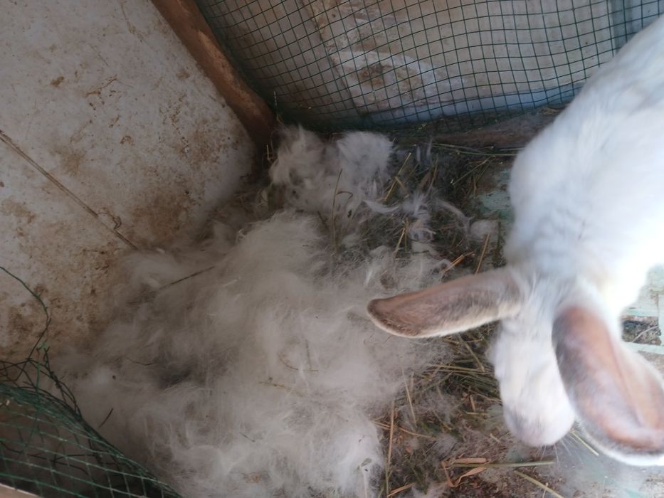 Quyonlar bor sogʻlom