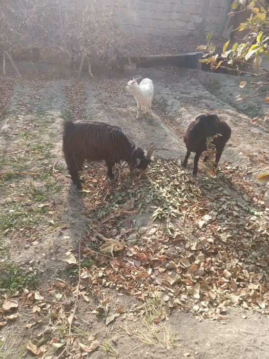 Echkila sotiladi. Ikkalasiyam takkacha