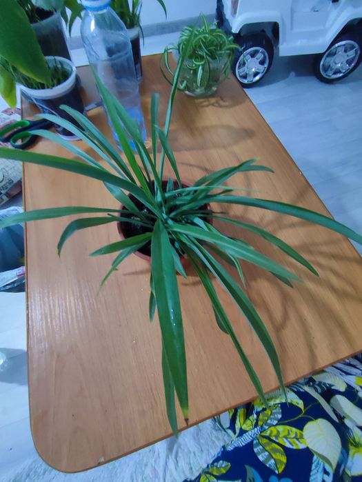 Хлорофитум обычный, хлорофитум кудрявый