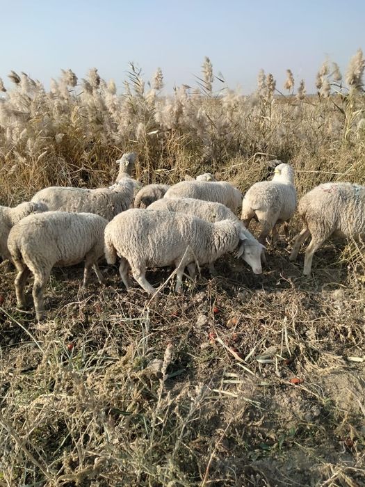 Қойлар сатылады 5-бас.