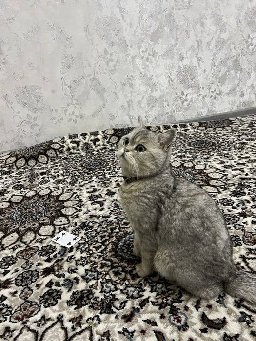 Mushuk yaxshi parodali soglom hujjati bor yaxshi qolga beraman faqat.