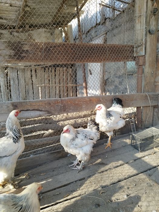 Брама светлая. Петушки