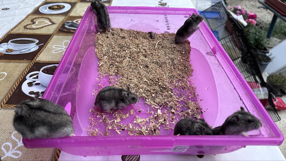 Hamster sau hamsteri