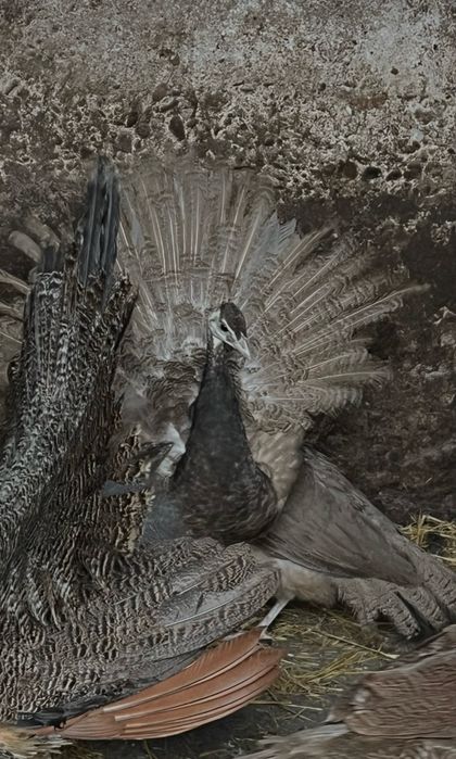 mascul cameo de anul  trecut