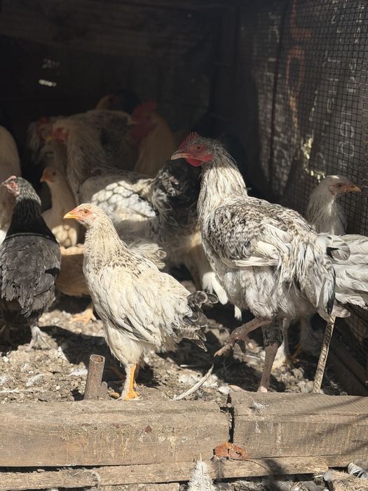 Продавам кокошки и петли