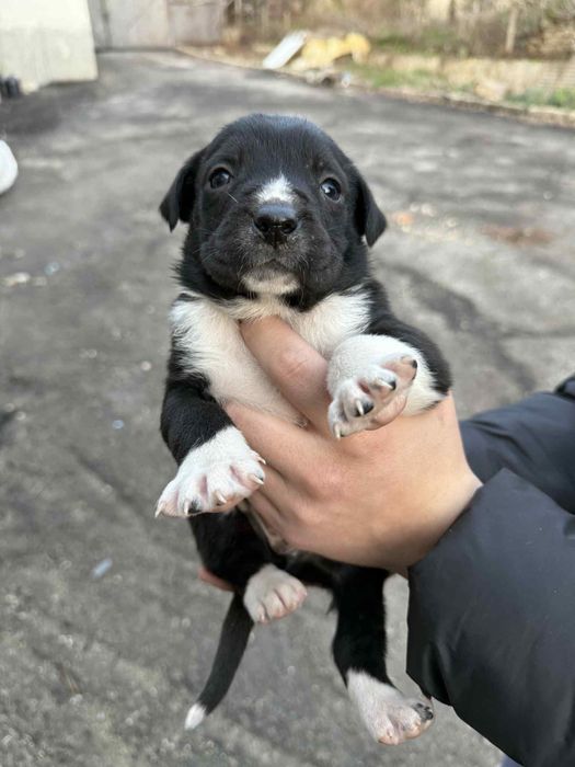 Малки сладки кученца