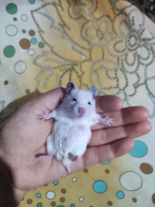 Khamilyon uy hayvoni