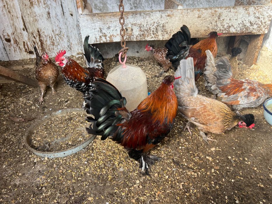 Петли Домашни на свободно гледане