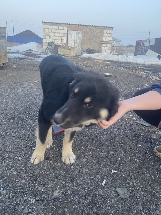 Щенок в добрые руки