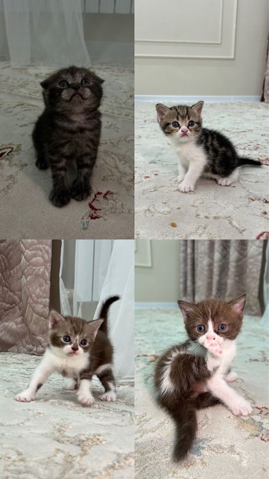 Продается котяты чистокровные