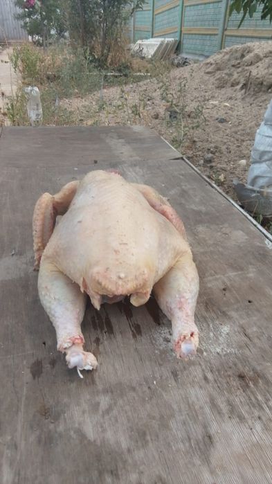 Продам мясо индюка