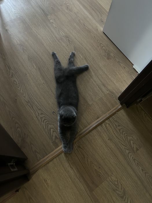 зооняня для животных