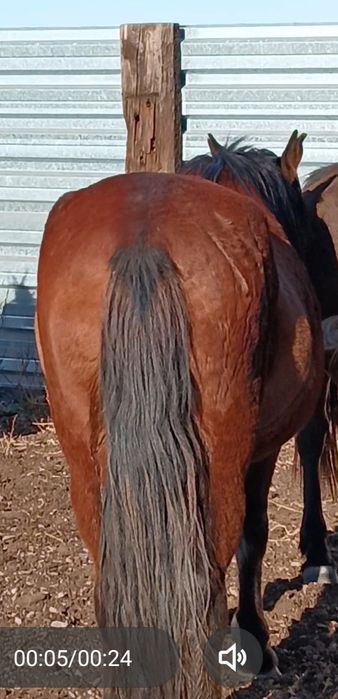 Ту бие сатылады! 5 жасар