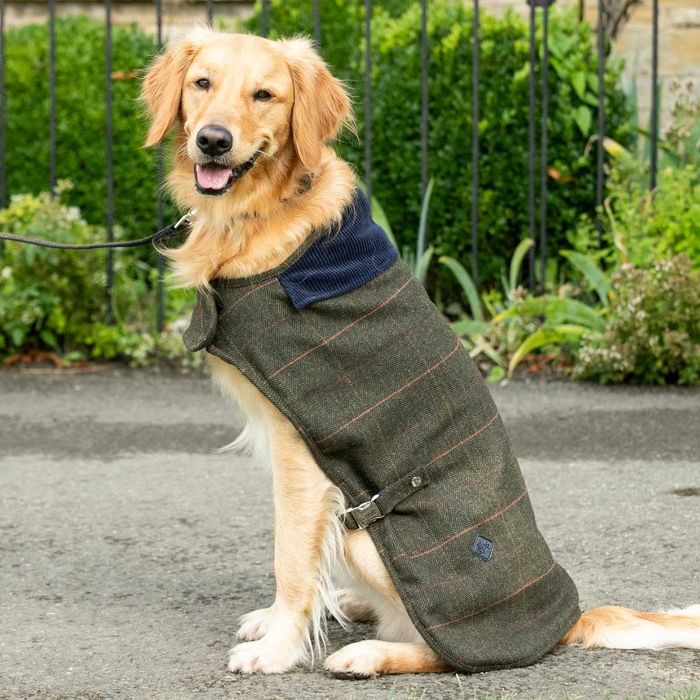 HUGO & HUDSON x HACKETT Палто за кучета, кадифена яка, тъмнозелено M45