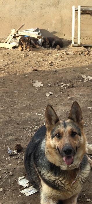 Овчарка  боласи сотилади