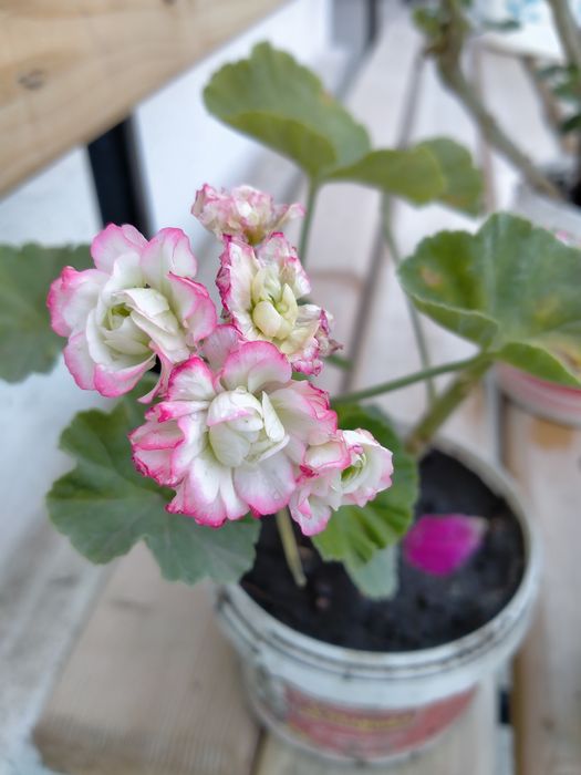 Комнатные цветы герани