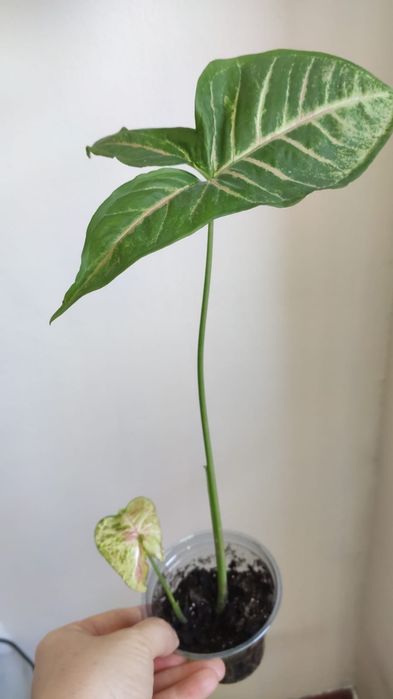 Сингониум Конфетти триколор