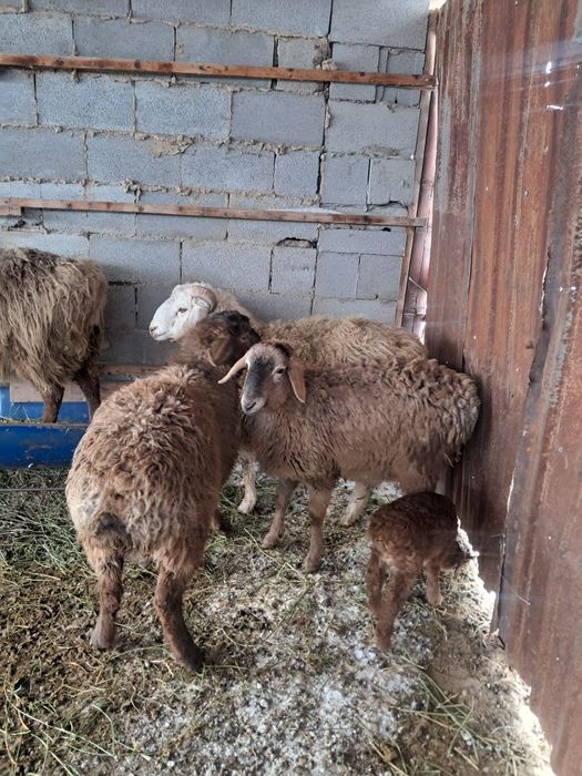 Сәлеметсіздер ме