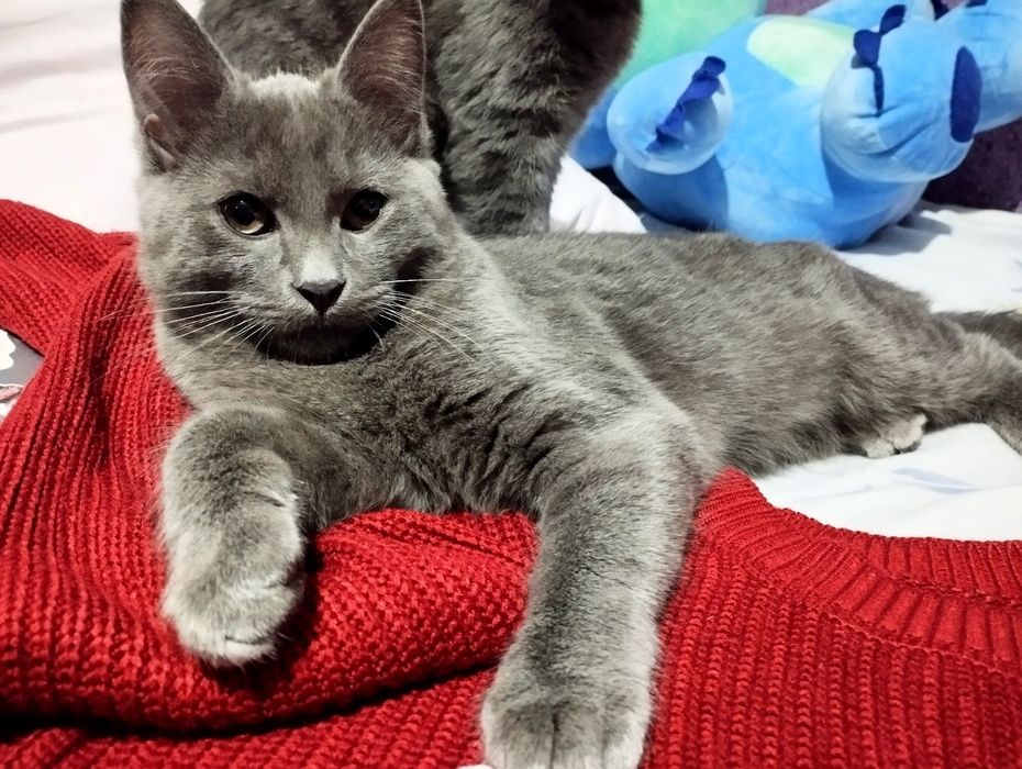 ‼️Породистый Котёнок Британец‼️