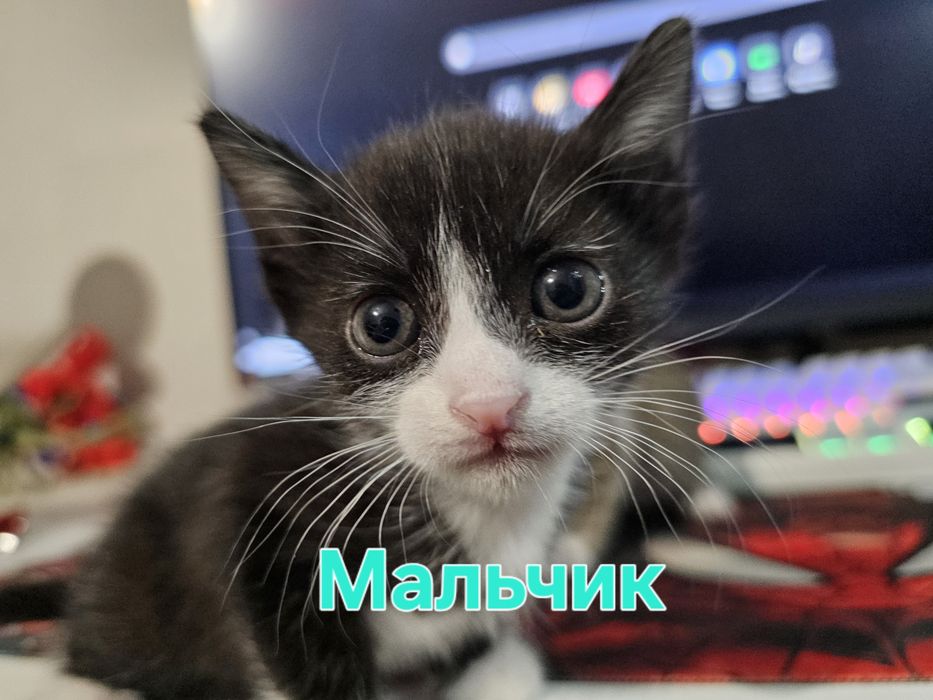 Котята в добрые руки