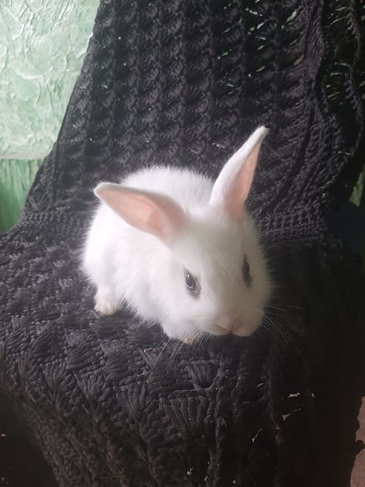 Кролики декоративные