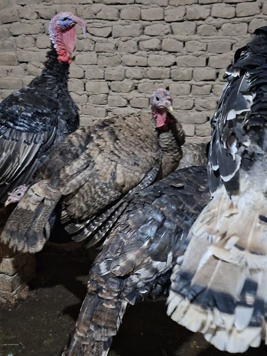 Indyuk kurka sotiladi sog'lom