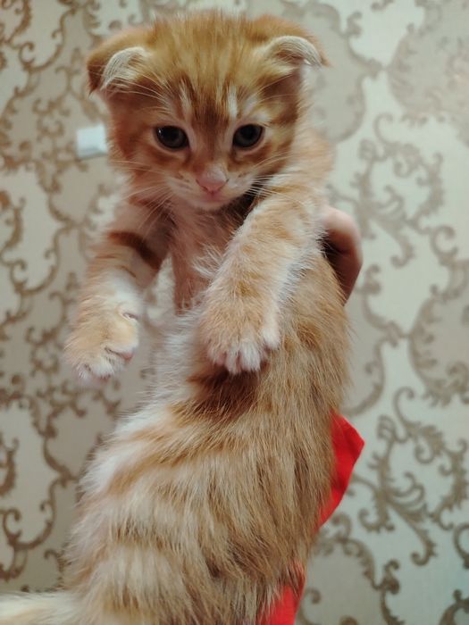 Продаётся котёнок
