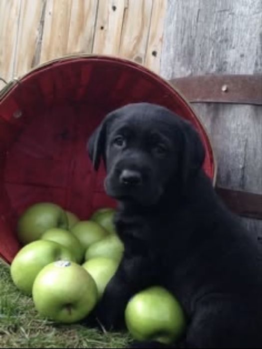 Labrador Retriever - Mascul / Femela, 8 saptamani, carnet de sanatate