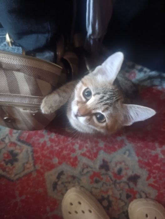 отдам двух котят