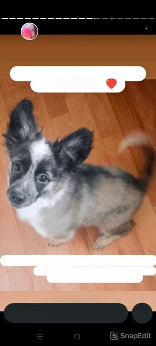 Собачкам нужен дом!