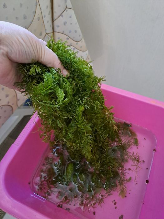 Растения для рыб