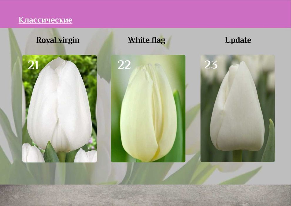 Тюльпаны к 8 марта предзаказ розница