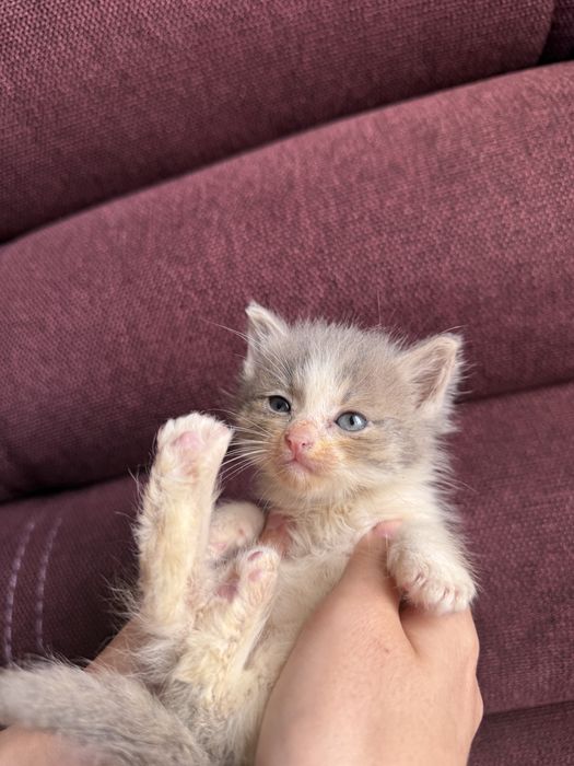 Котята ищут любящую семью