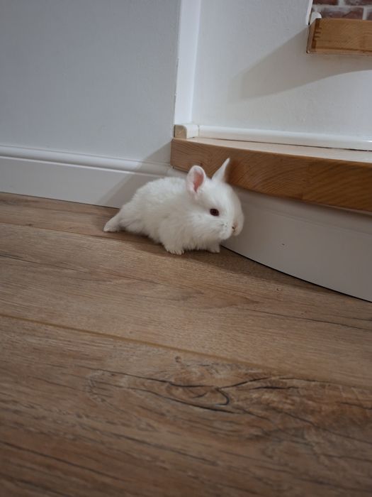 Iepurasi albi cap de leu