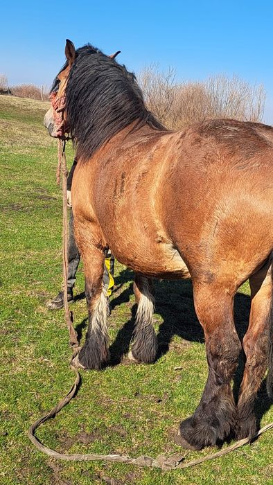 Iapa de 6 ani 1.70 inaltime