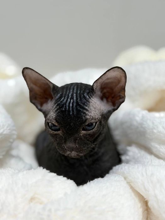 Продам сфинкс породистого котёнка донского сфинкса