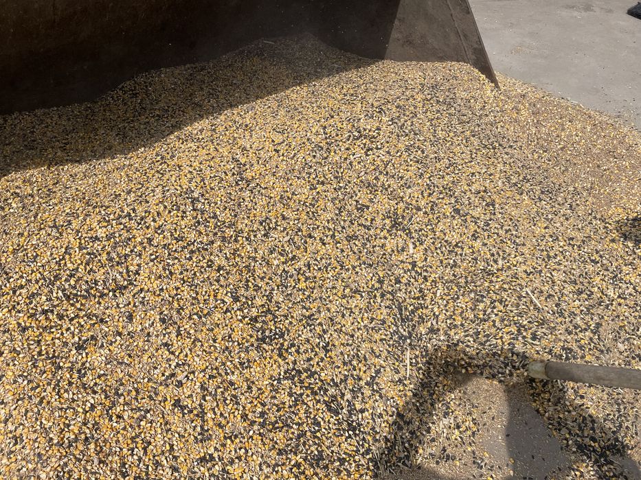 Grau , porumb , floarea-soarelui, mazare , orz