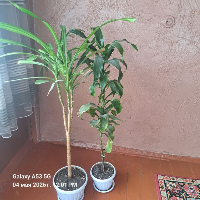 Продам цветы дроцены домашние