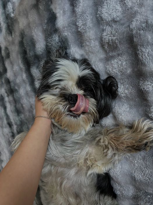 Pet sitting/ Dog boarding
