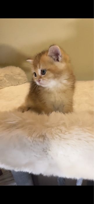 Чистокровный британский котонек.